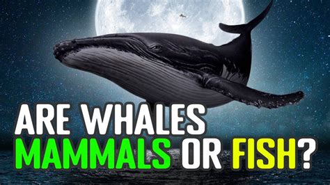 Why Whales Are Mammals and Not Fish .